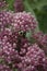 Bee Focus on White and Purple Flowers