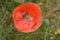 Bee Forages on Orange Flanders Poppy 03