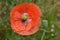 Bee Forages on Orange Flanders Poppy 04