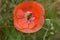 Bee Forages on Orange Flanders Poppy 07