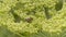 Bee foraging on a magnificent angelica umbel, in summer