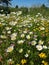 Bee-friendly flower plantation with marguerites, red and yellow clover, in the village