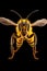 Bee full wide shot full body Mesmerizing photograph, Generative AI