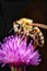 Bee full wide shot full body Mesmerizing photograph, Generative AI