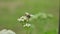 Bee gadfly sitting on flower on a green background nature macro slow motion video