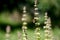 A bee in the garden collects nectar from the flowers of green basil