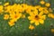 Bee garden flower field yellow tickseed plant