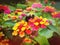 Bee gather honey from blooming colorful lantana flowers