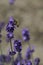 A bee gathered pollen from purple lavender flower