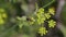 Bee gathering flower pollen flying closeup at slow motion