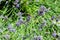 Bee gathering on lavender bloom