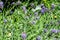 Bee gathering on lavender bloom