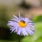 Bee gathering nectar on the camomile