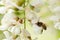 Bee gathering nectar on white acacia flower