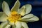 A Bee Gathering Pollen in a Beautiful American Yellow Lotus Flower and Lily Pads on Water.