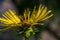 Bee gathering the pollen on the blossoming Inula