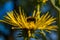 Bee gathering the pollen on the blossoming Inula