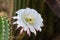 Bee gathering pollen on large white blossom of Argentine Giant cactus.