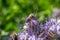 Bee gathering pollen from a phacelia flower