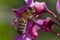 Bee gathering pollen on pink blossoming of Judas tree