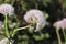 Bee gathering the pollen on sage flowers, broadleaf chives, Allium senescens in the sunny day. Medicinal plants, herbs in the gard