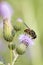 Bee gathering pollen on thistle flower