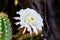 Bee gathering pollen on white blossom of Argentine Giant cactus.