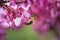 Bee gathers honey from purple flowers on the tree