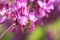 Bee gathers honey from purple flowers on the tree