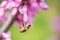 Bee gathers honey from purple flowers on the tree