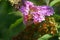 A bee gathers pollen from a flower