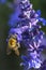 A bee gets into every flower of the beautiful Salvia plant 2