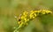 Bee gets nectar from goldenrod wildflower