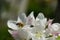 Bee getting honey from a white flower with a blurred background