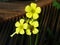 Bee getting pollen on the yellow flower sorrel