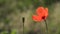 Bee Gourmand.Fragile, delicate creature.Beautiful, gentle, field poppy.Red poppy on a green background.Poppy, textured front.