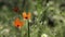 Bee Gourmand.Fragile, delicate creature.Beautiful, gentle, field poppy.Red poppy on a green background.Poppy, textured front.