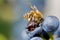 Bee on Grapes Close Up. Honey Bee Sucks Nectar From Purple Grapes Macro.