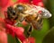 Bee on grevillea