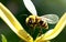 Bee Harmon Close-up Captures in Nature\\\'s Garden