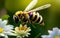 Bee Harmon Close-up Captures in Nature\\\'s Garden