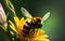 Bee Harmon Close-up Captures in Nature\\\'s Garden