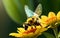 Bee Harmon Close-up Captures in Nature\\\'s Garden