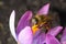 The bee is harvested by the nectar, and pollens the Crocus flower violet