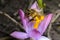 The bee is harvested by the nectar, and pollens the Crocus flower violet