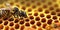 A bee harvesting honey in a beehive is seen in detail in a macro shot.