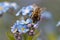 Bee harvesting pollen form a flower