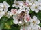 A bee on a hawthorn flower