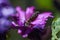 Bee head first dive into a purple flower