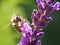 a bee helps itself at the lunch table